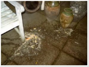 img 1199433363 242 lg